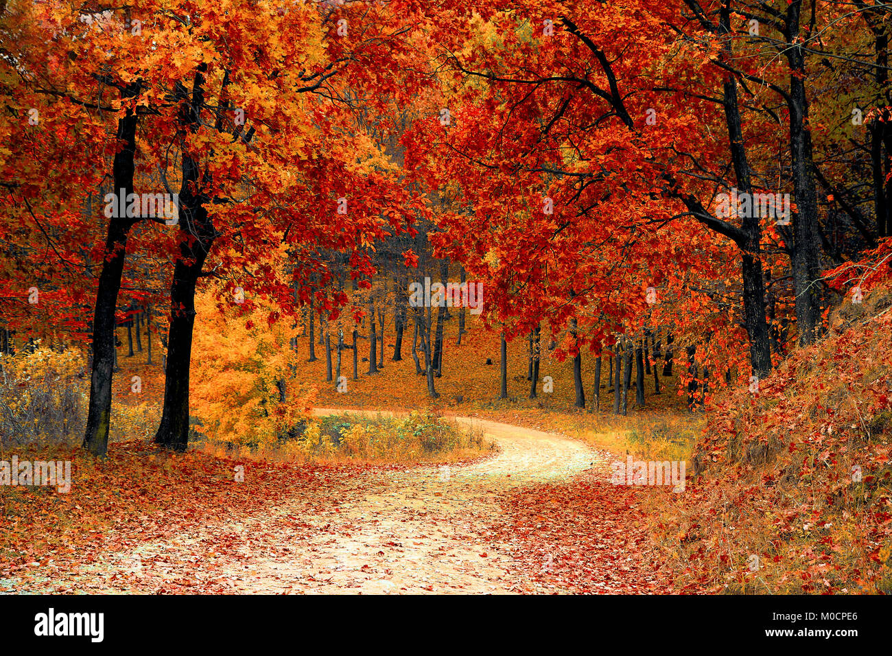 Walk On The Autumn Forest Road Romanian Forest Trees Stock Photo Alamy
