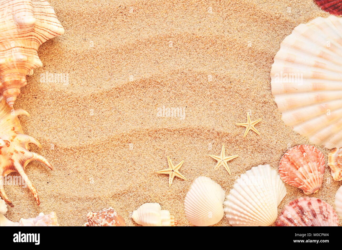 sea shells with sand as background. Summer concept. Stock Photo