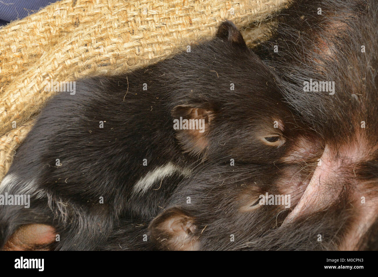 Tasmanian Devil Sarchopilus harrisii Young drinking from pouch DFTD biologist trapping research Threatened species  Photographed in Tasmania, Australi Stock Photo
