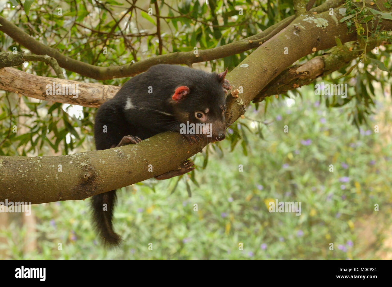 Tasmanian Devil Sarcophilus harrisii Young devil climbing tree Photographed in Tasmania, Australia Stock Photo