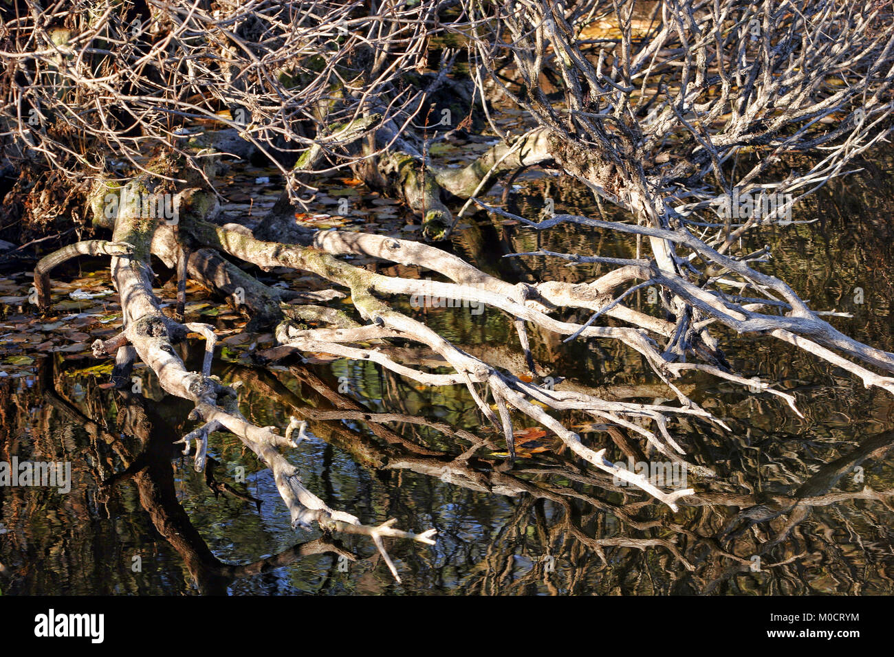 Polish roots hi-res stock photography and images - Alamy