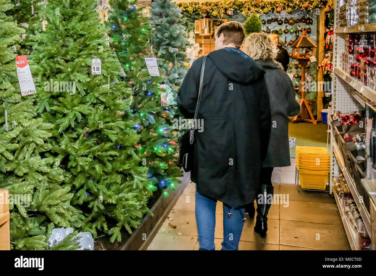 Shopping for Christmas trees at a garden centre Stock Photo Alamy