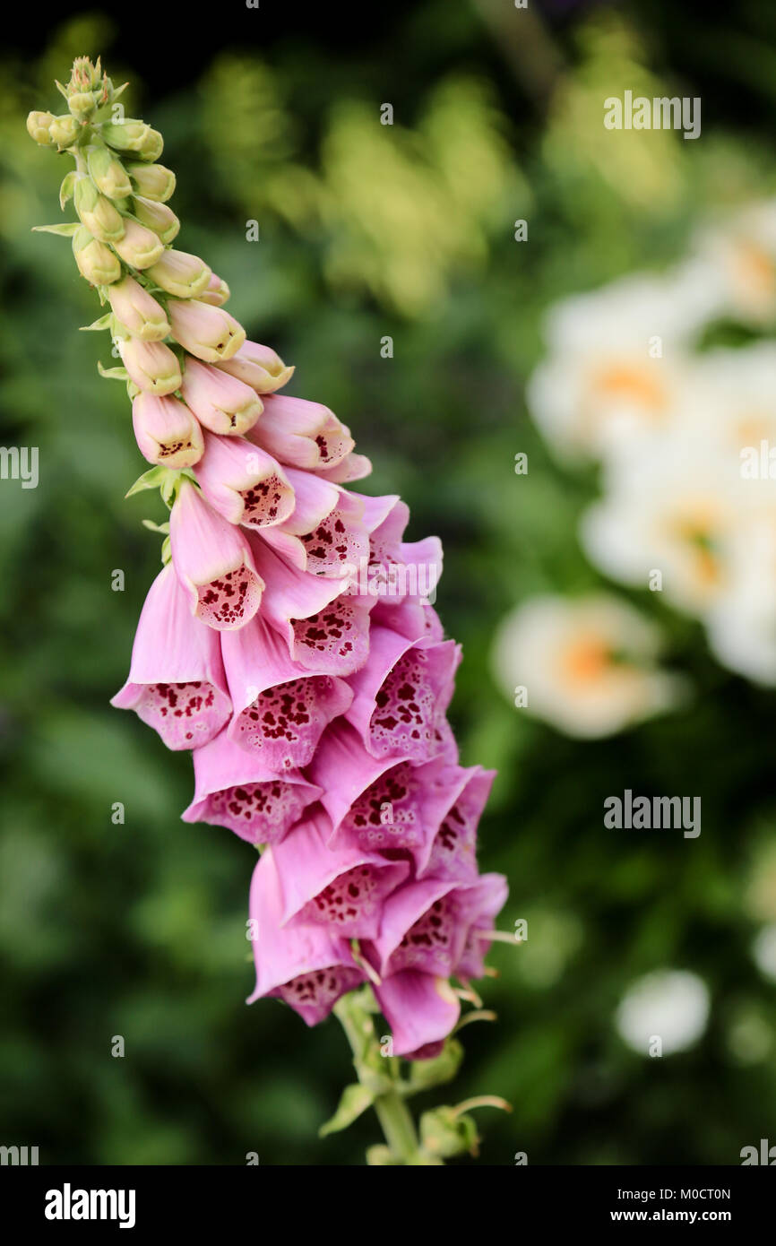 Garden flowers in a summer border Stock Photo - Alamy