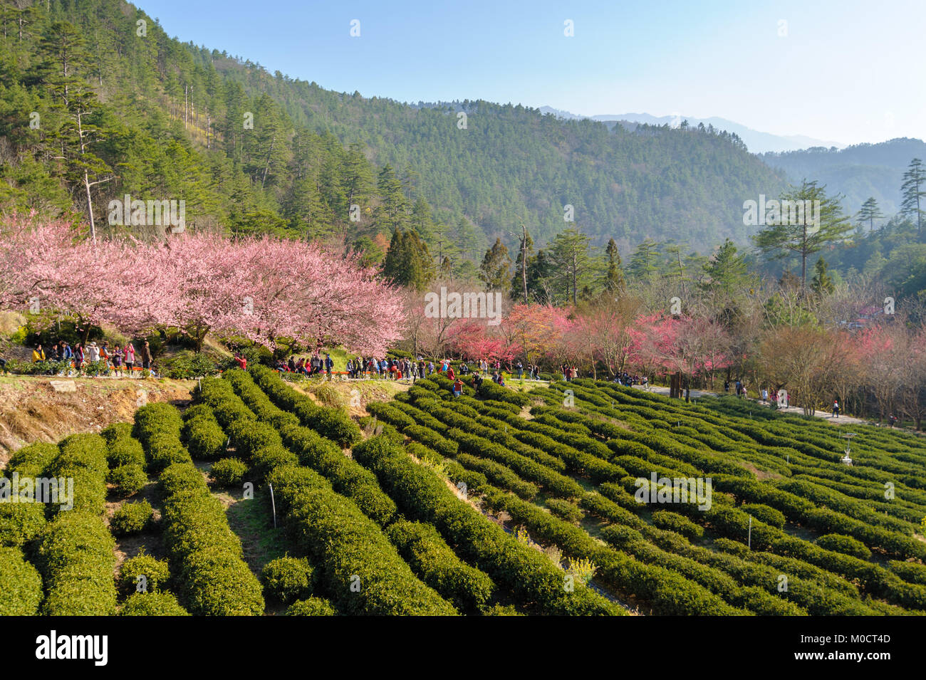 cherry blossom and tea farm Stock Photo