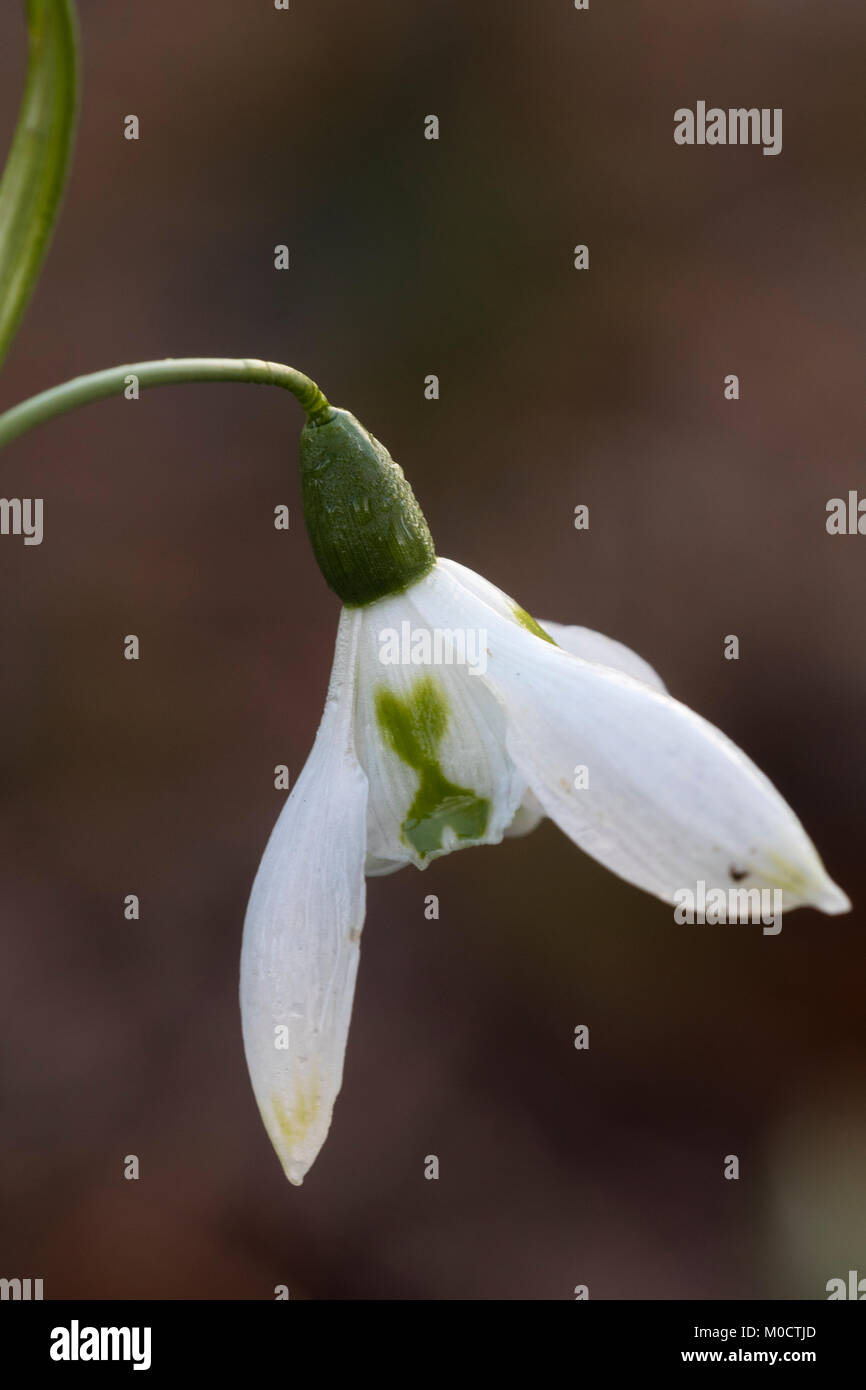 Green marked white flower of the winter flowering snowdrop, Galanthus 'Rosie' Stock Photo