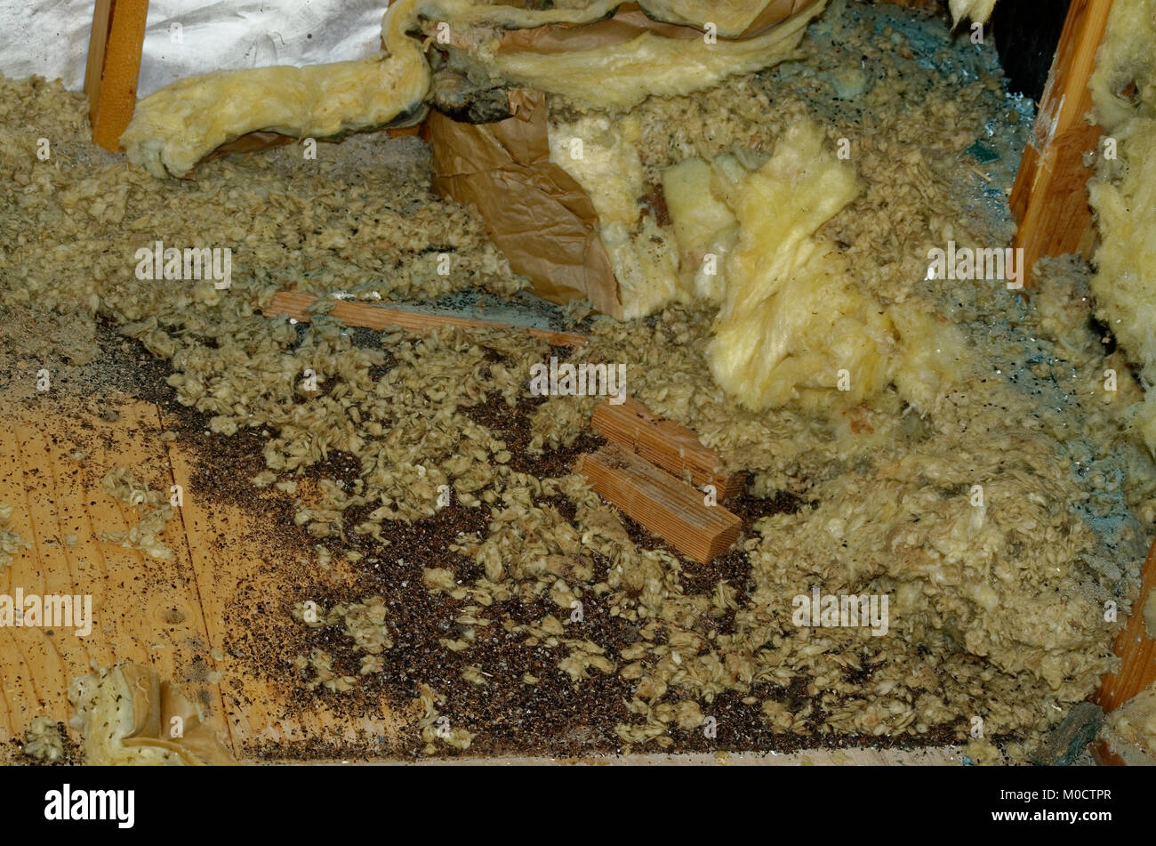 Mice piled food, feces and insulation Stock Photo