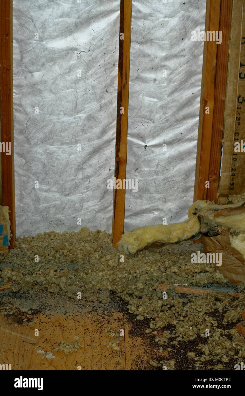 Mice used all the insulation for bedding Stock Photo