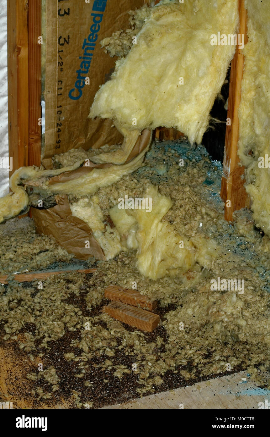 Health hazard of mice Stock Photo