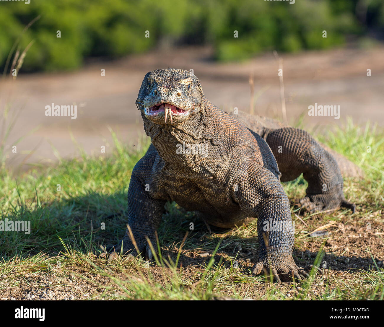Komodo dragon with the forked tongue sniff air. Close up portrait ...