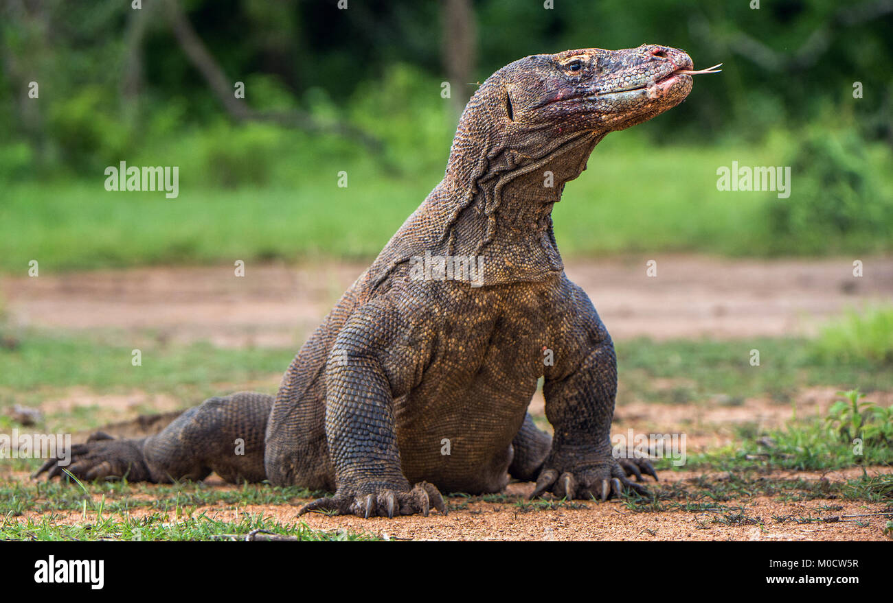 Komodo dragon with the forked tongue sniff air. Close up portrait ...