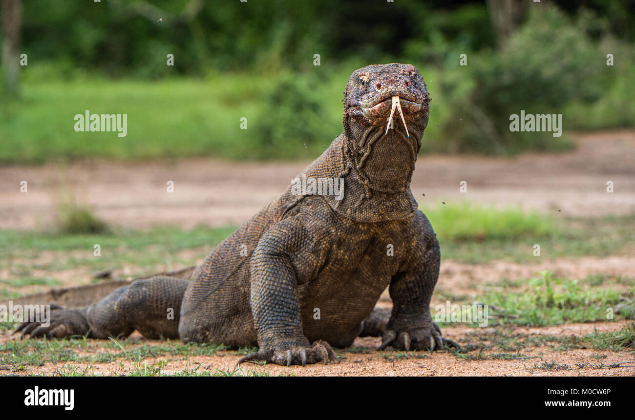 Komodo dragon with the forked tongue sniff air. Close up portrait ...