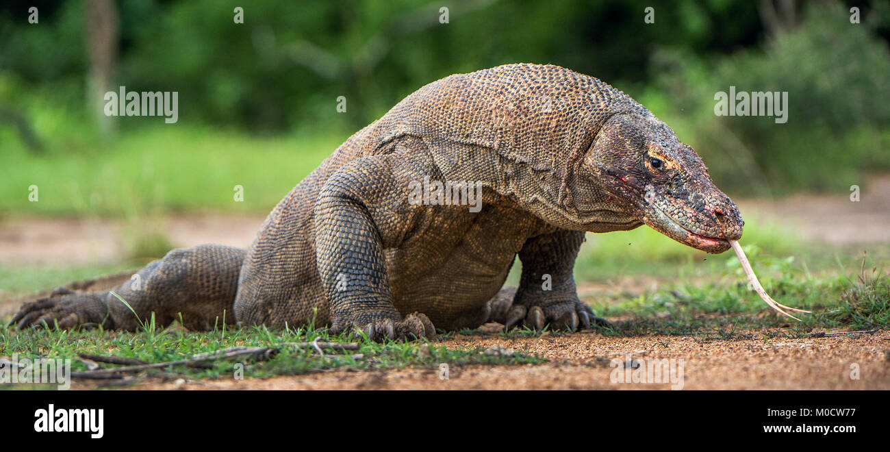 Komodo dragon with the forked tongue sniff air. Close up portrait ...
