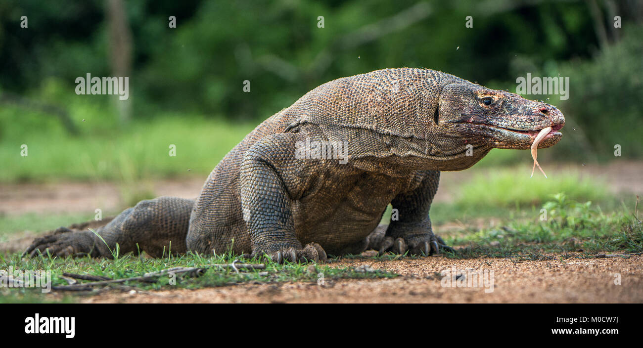 Komodo dragon with the forked tongue sniff air. Close up portrait ...