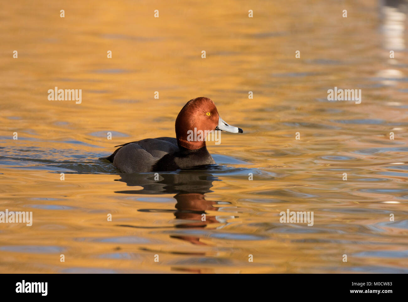 Pochard, Aythya ferina, single adult male swimming. Slimbridge, Gloucestershire, UK Stock Photo