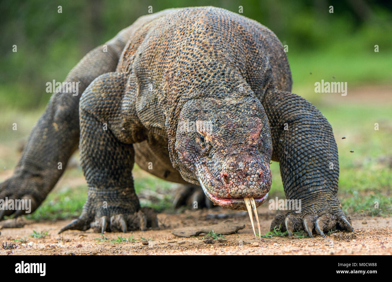 Komodo dragon with the forked tongue sniff air. Close up portrait ...