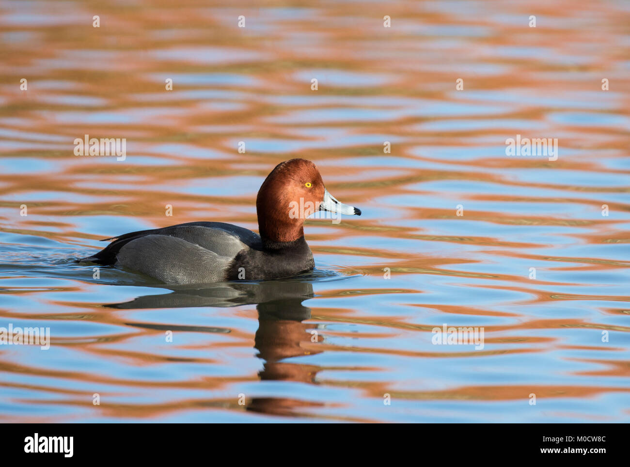 Pochard, Aythya ferina, single adult male swimming. Slimbridge, Gloucestershire, UK Stock Photo