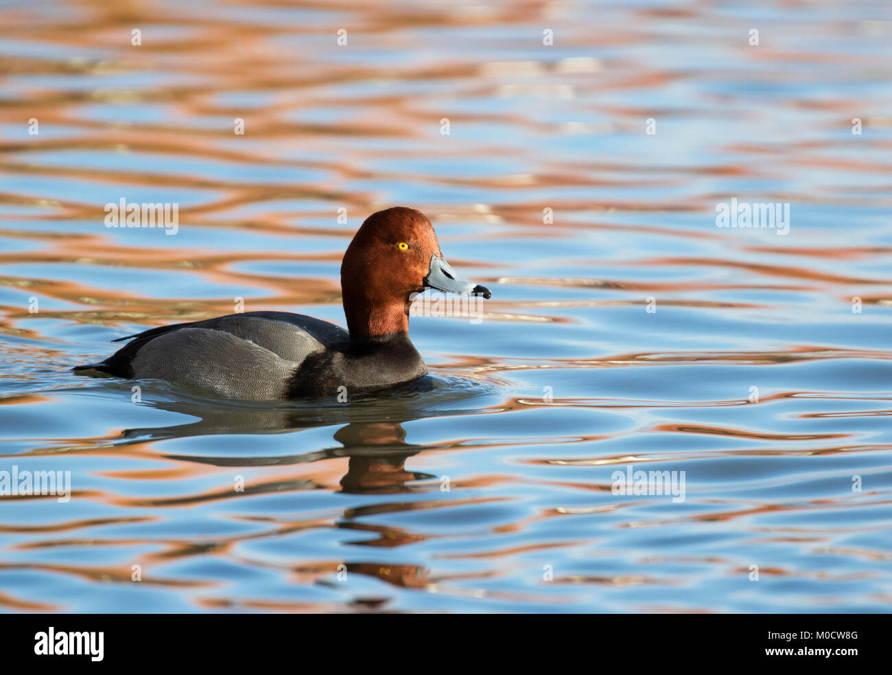 Pochard, Aythya ferina, single adult male swimming. Slimbridge, Gloucestershire, UK Stock Photo