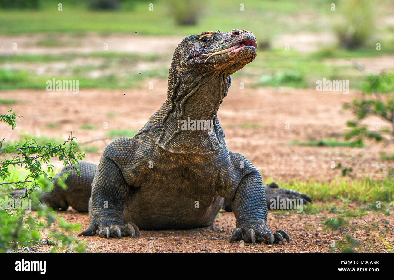 Komodo dragon with the forked tongue sniff air. Close up portrait ...