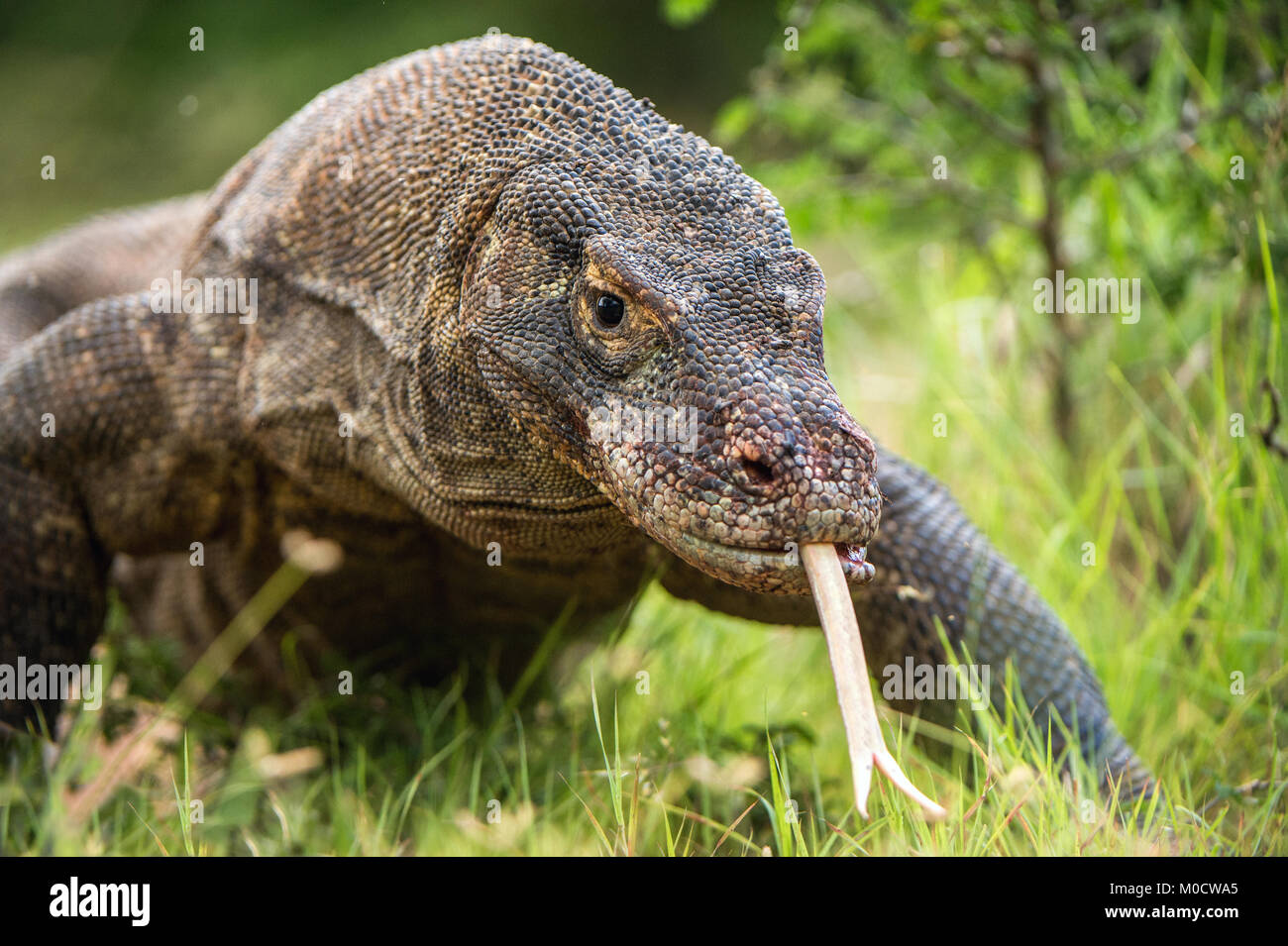 Komodo dragon with the forked tongue sniff air. Close up portrait ...