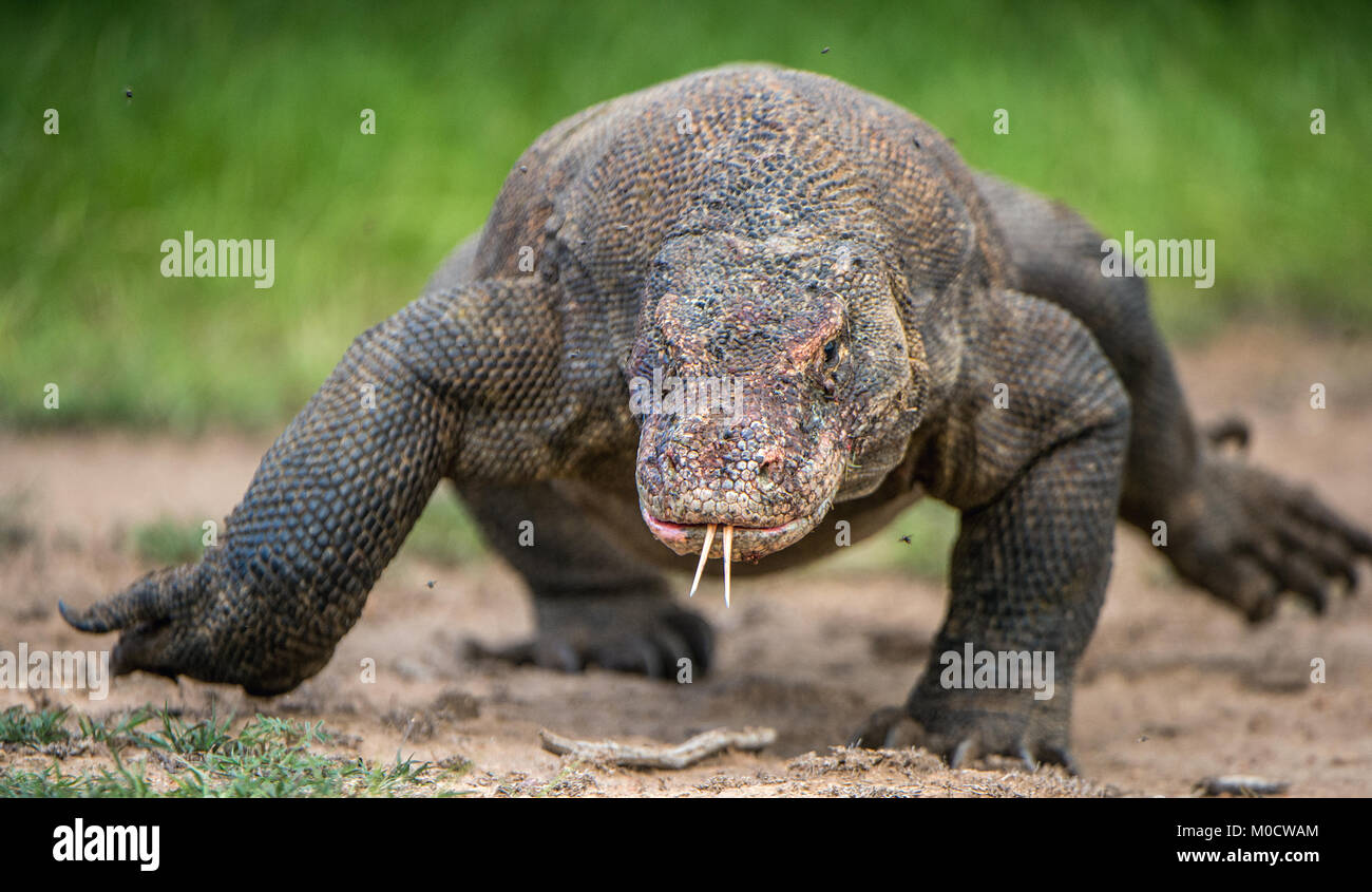 Komodo dragon with the forked tongue sniff air. Close up portrait ...