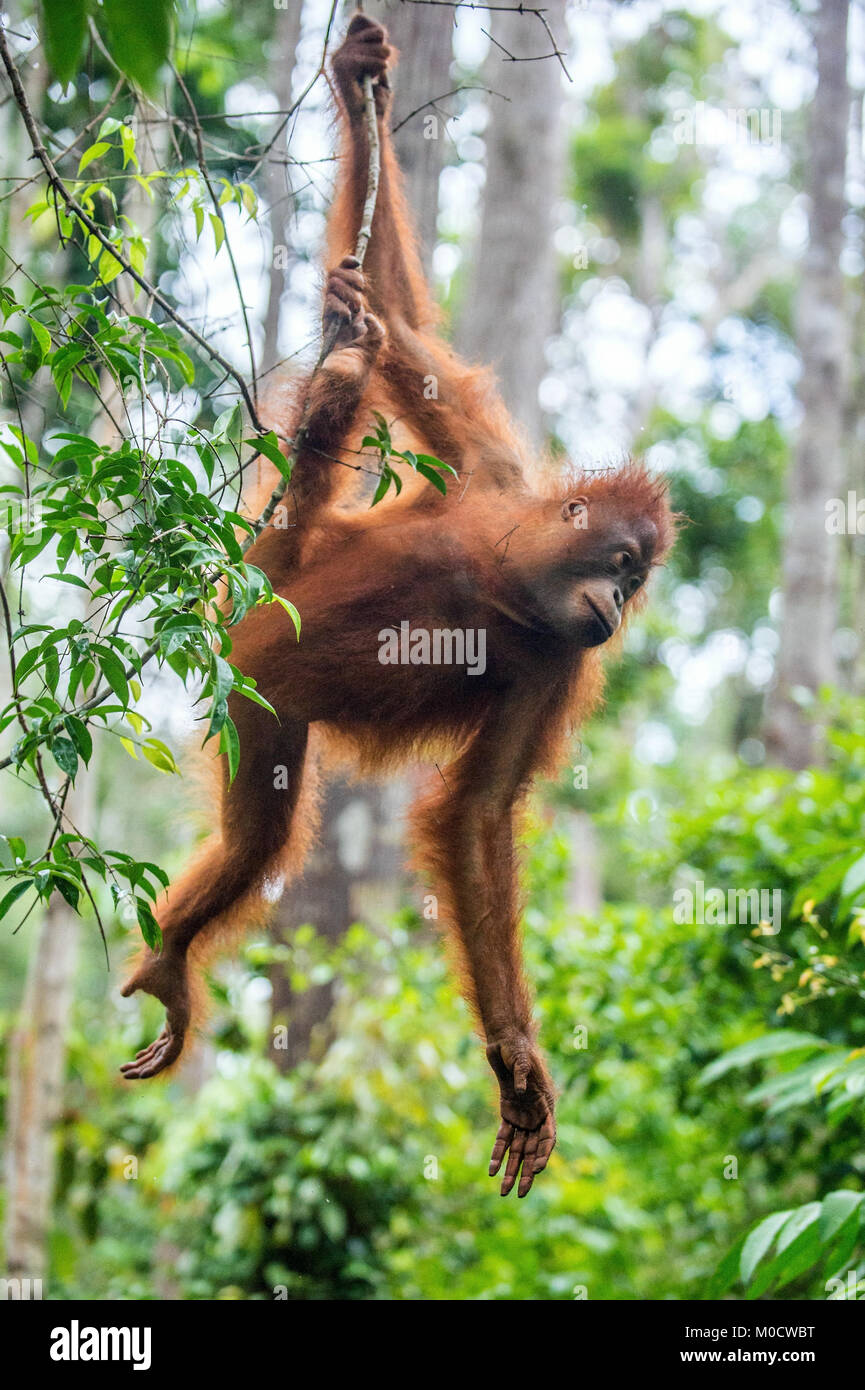 Young of Bornean Orangutan on the tree in a natural habitat. Bornean orangutan (Pongo pygmaeus wurmbii) in the wild nature. Rainforest of Island Borne Stock Photo