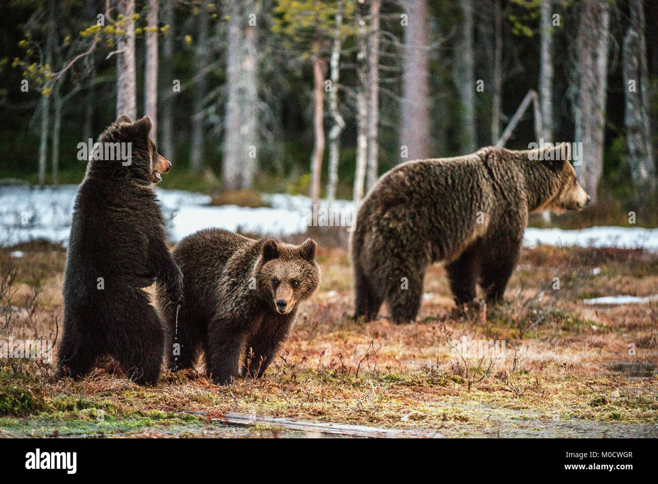 Bear cubs and she-bear. Brown bear (Ursus Arctos Arctos) in the spring ...