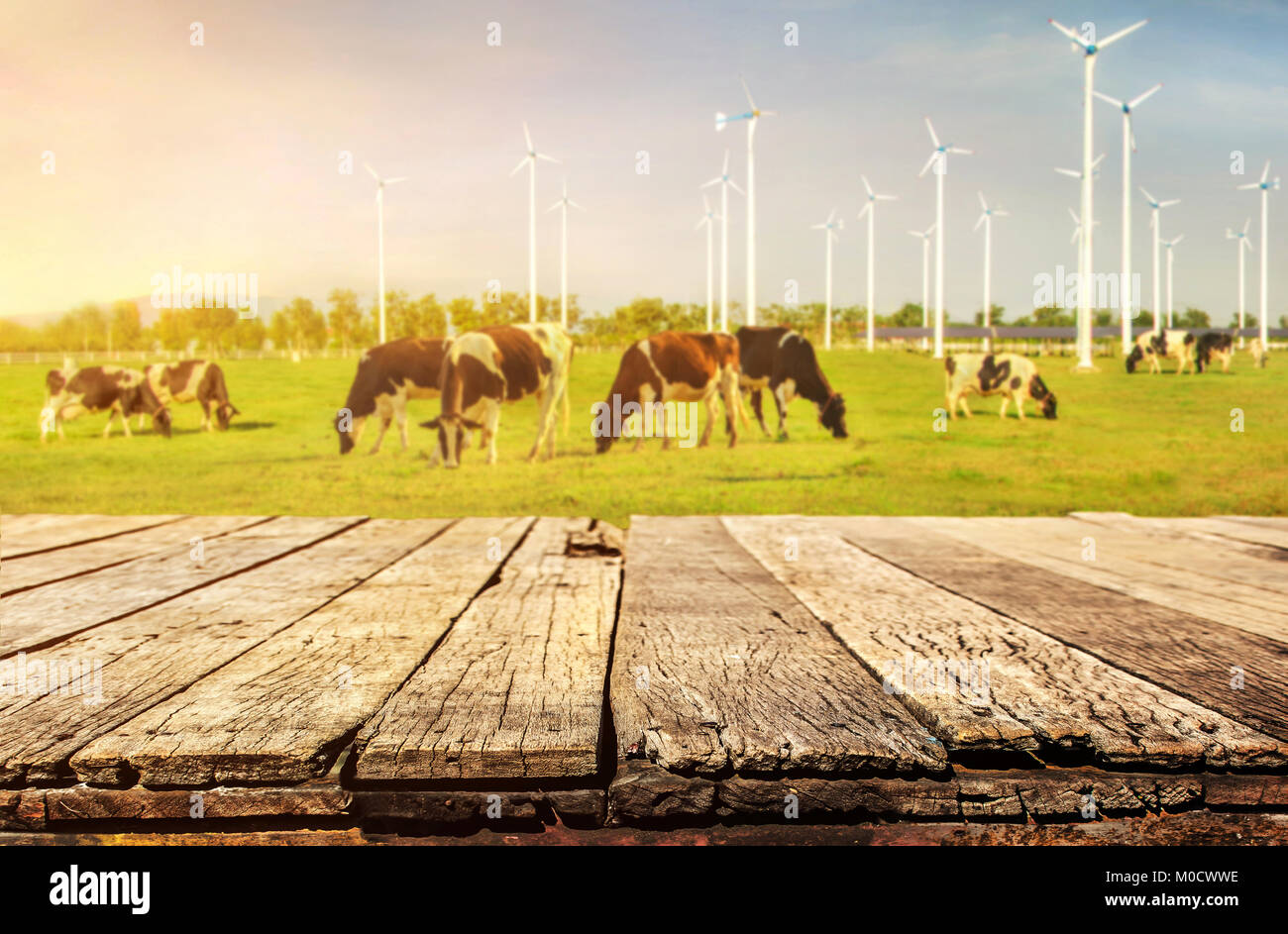 Cows on a green field and blue sky with wooden floor.  Wind turbines background Stock Photo