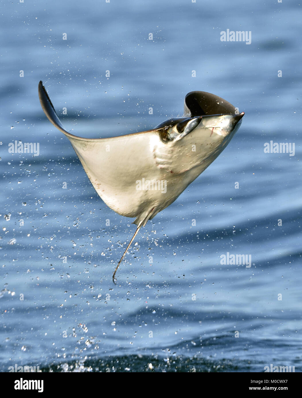 Mobula ray jumping out of the water. Mobula munkiana, known as the manta de monk, Munk's devil