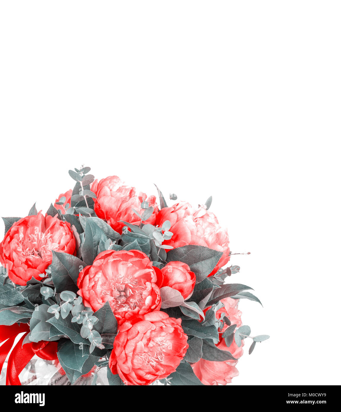 Amazing bouquet of pink pions on white background Stock Photo