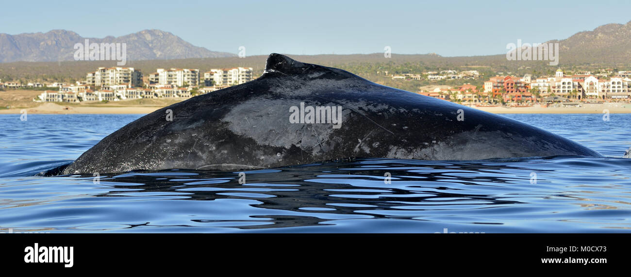Humpback whale swimming in the Pacific Ocean, back of the whale diving Stock Photo