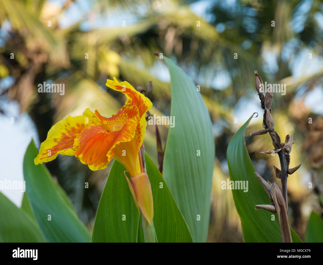 Wild flowers india hi-res stock photography and images - Alamy