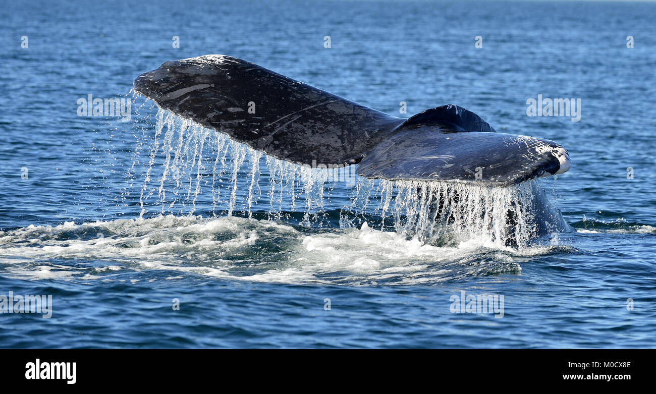 Tail humpback whale surfaces hi-res stock photography and images - Alamy