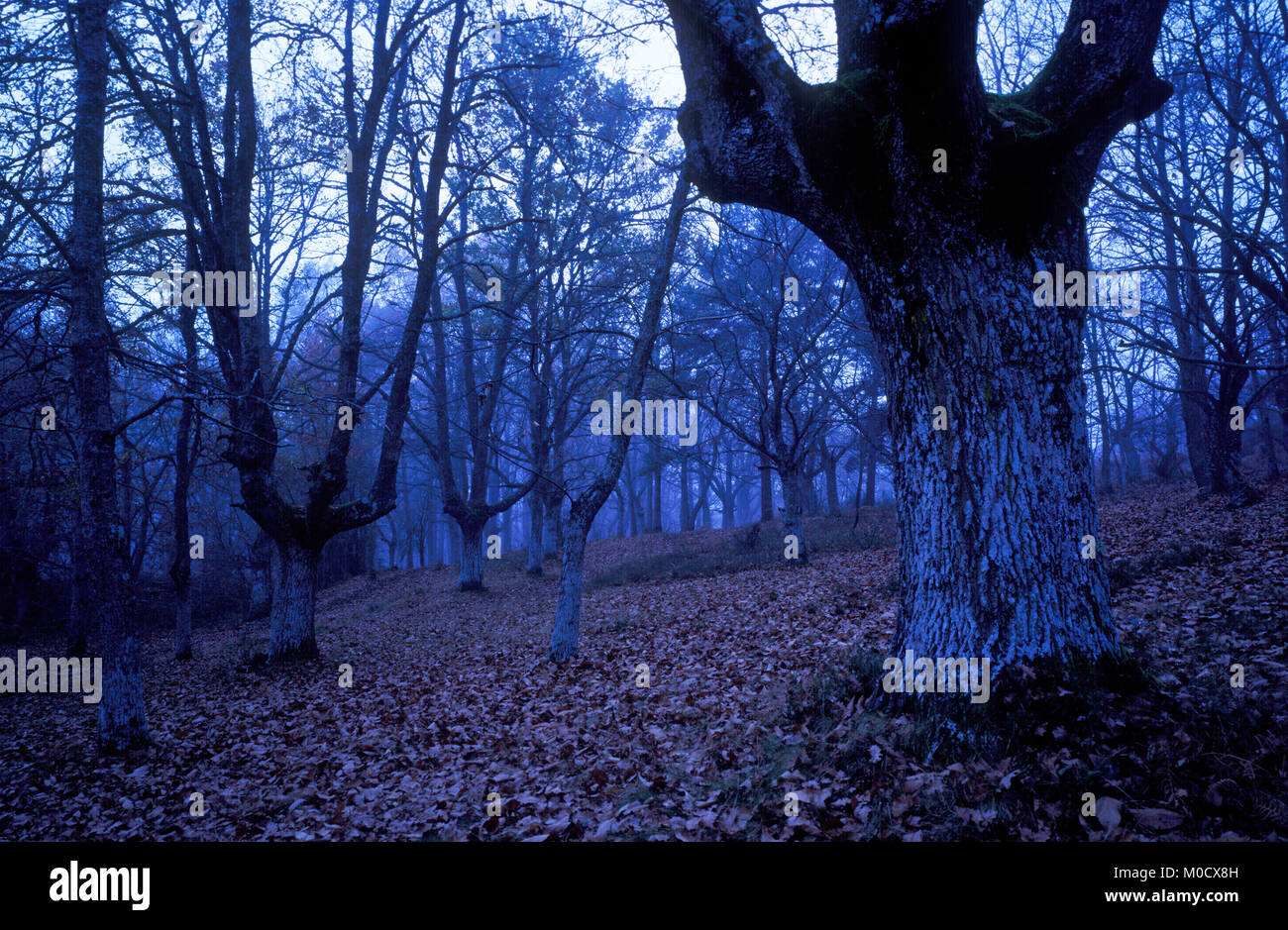 Paisaje arboles y naturaleza hi-res stock photography and images - Alamy
