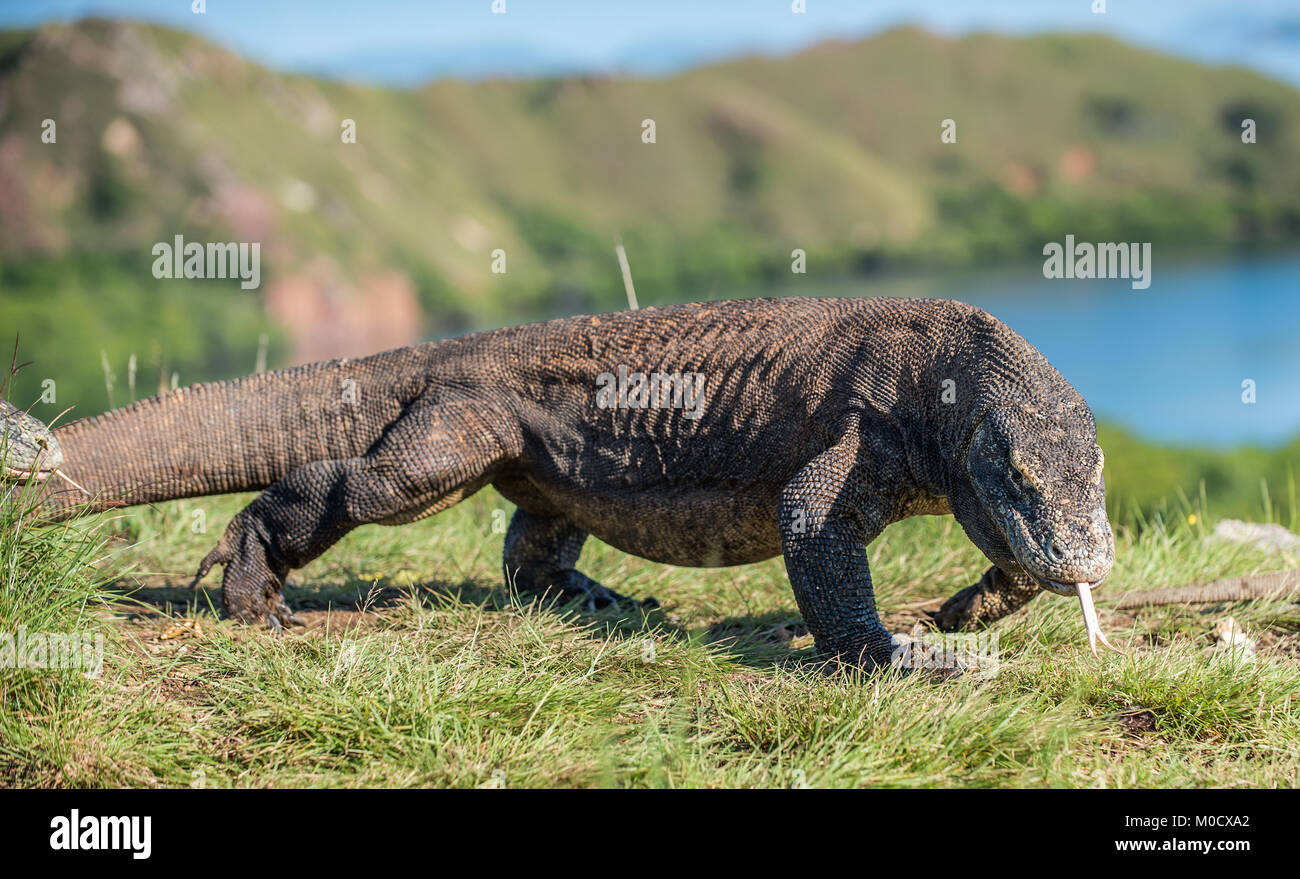 Komodo dragon ( Varanus komodoensis ) with the forked tongue sniff air ...