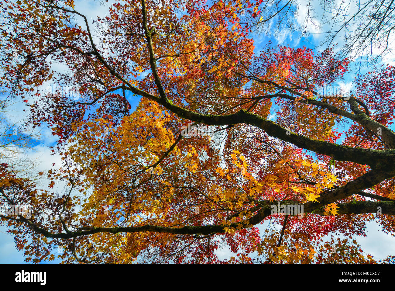 Maple trees with leaves under blue sky at autumn Stock Photo - Alamy