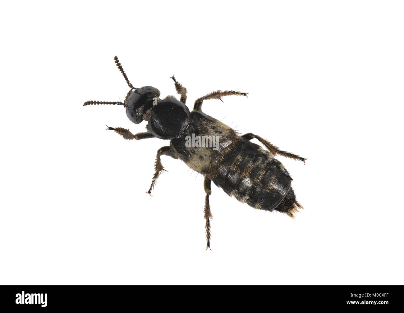 Hairy insects hires stock photography and images Alamy