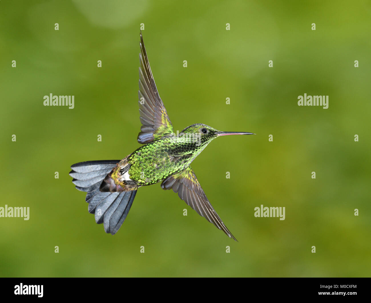 Copper-rumped Hummingbird - Amazilia tobaci Stock Photo