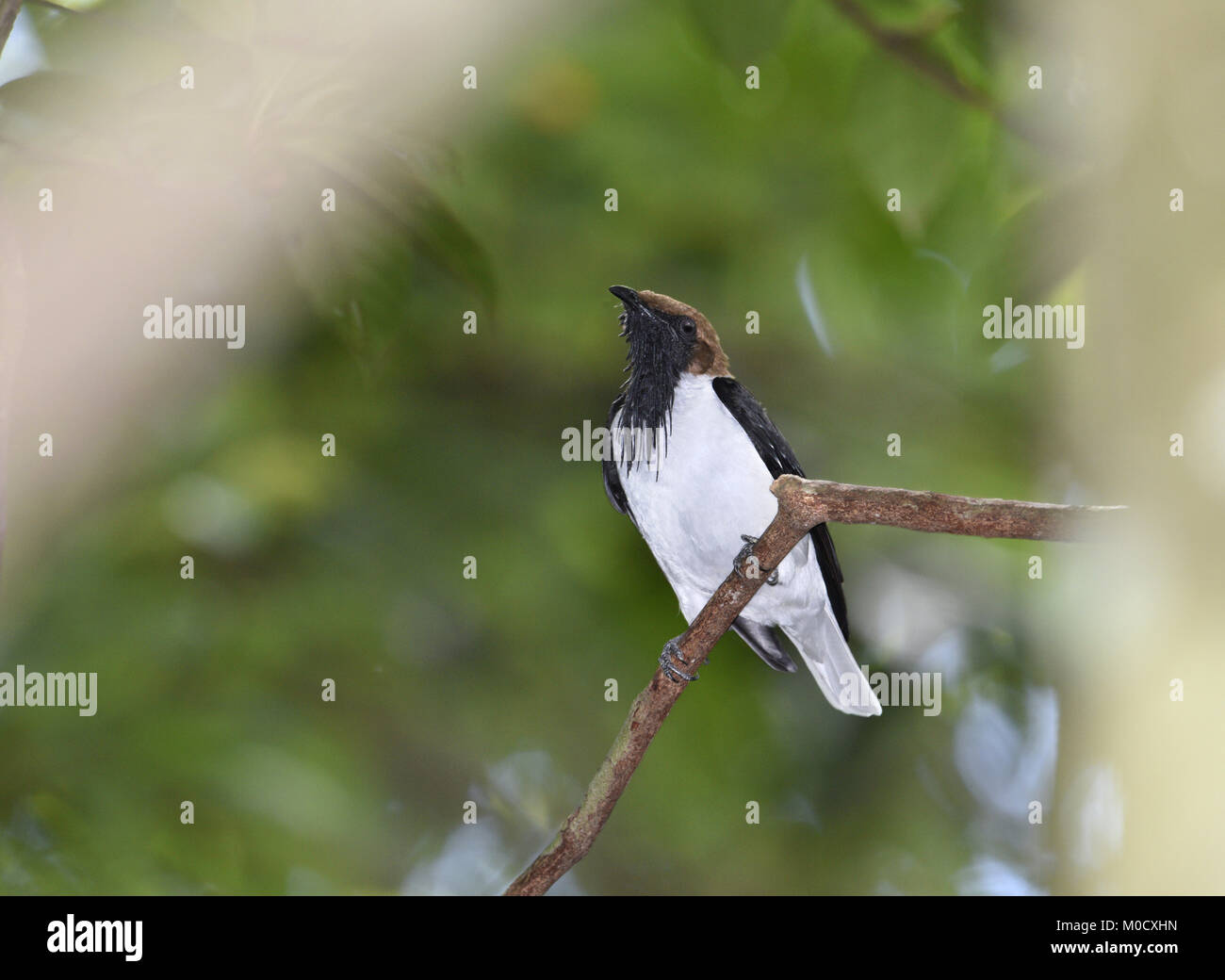 Bearded Bellbird Procnias averano Stock Photo Alamy