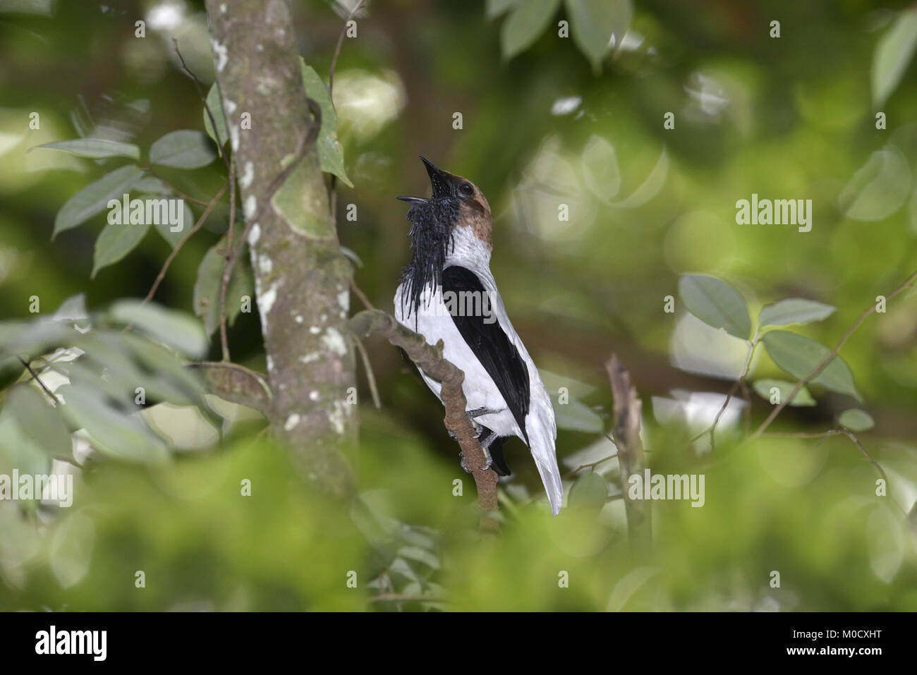 Bearded Bellbird Procnias averano Stock Photo Alamy