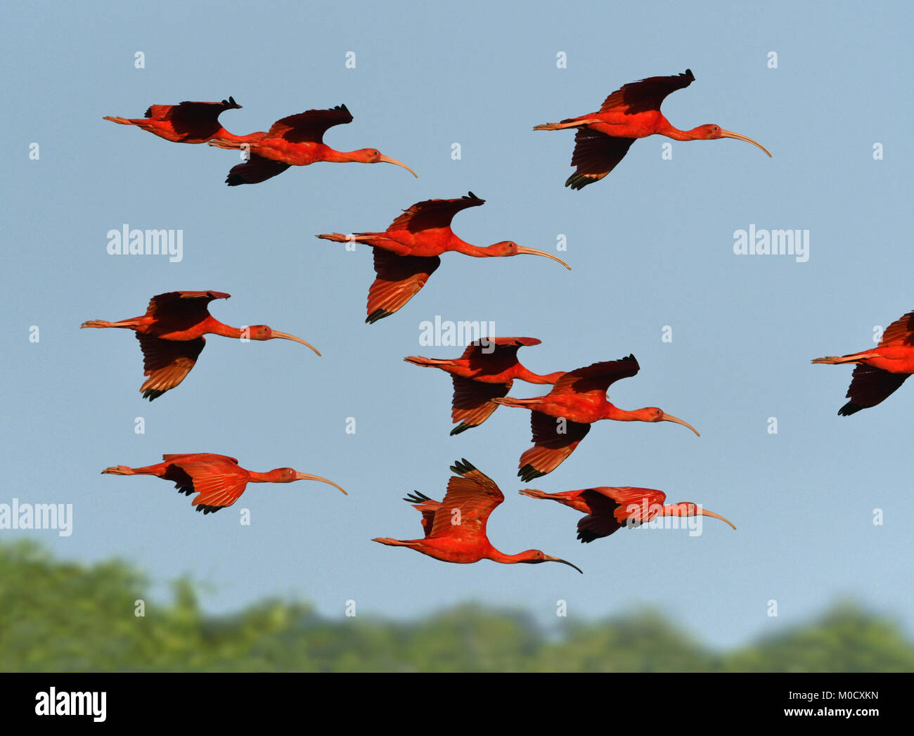 Scarlet Ibis - Eudocimus ruber Stock Photo