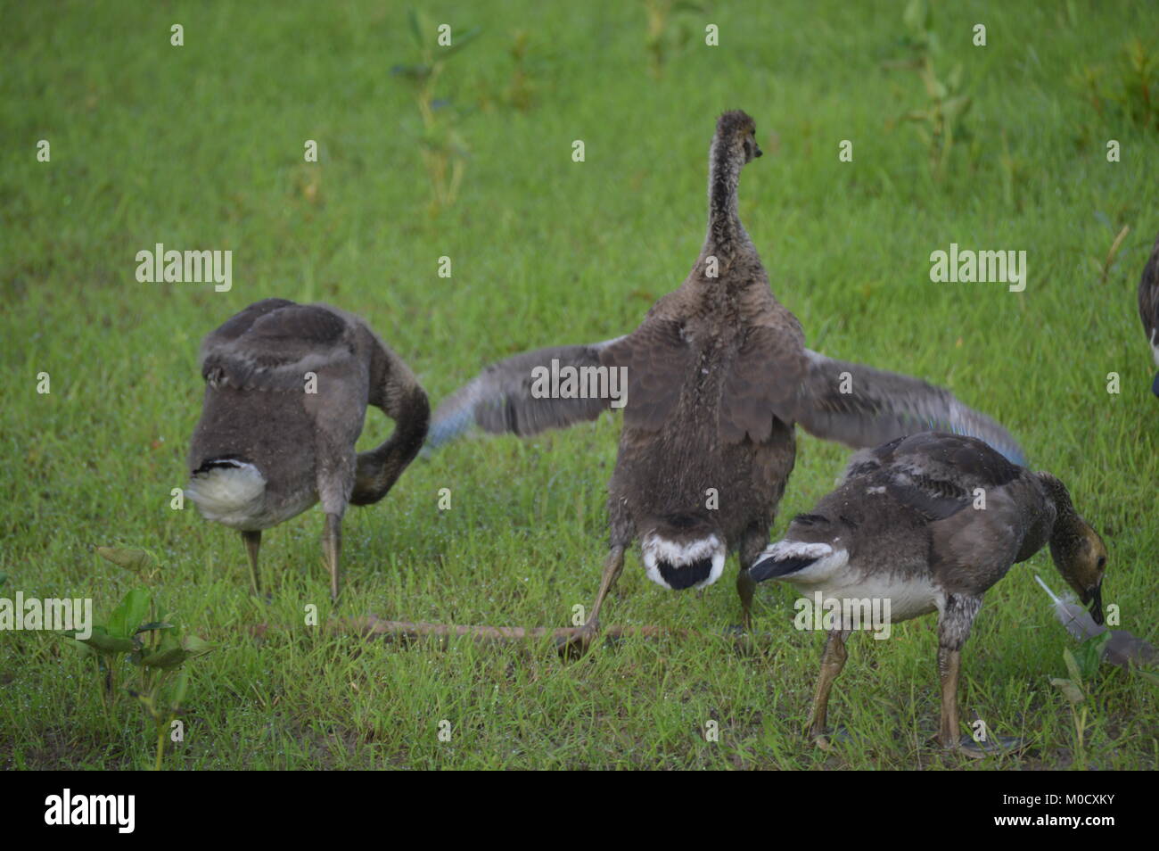 Baby canadian geese hires stock photography and images Alamy