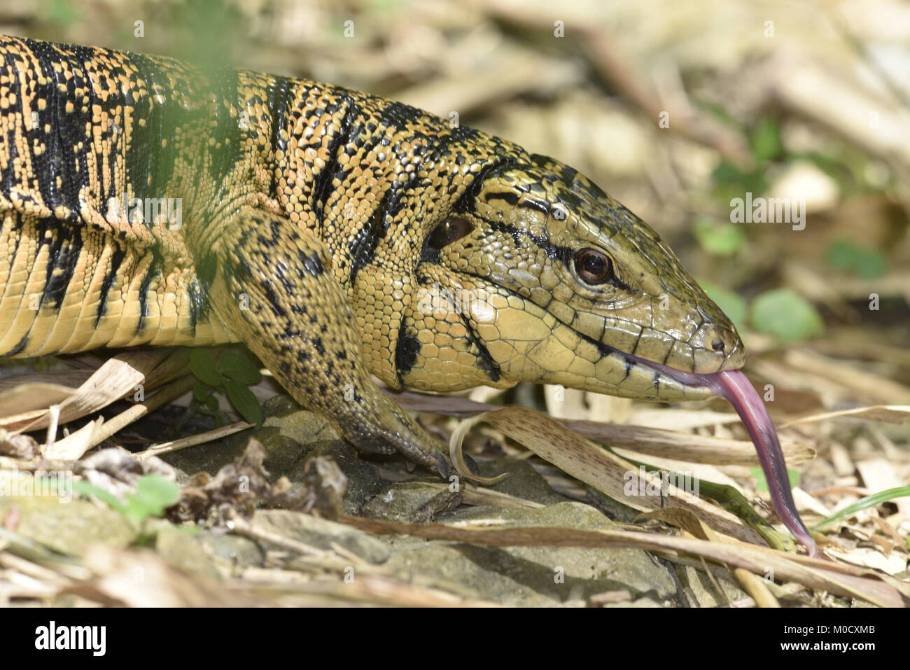 Trinidad Golden Tegu Lizard - Tupinambis (teguixin) cryptus Stock Photo