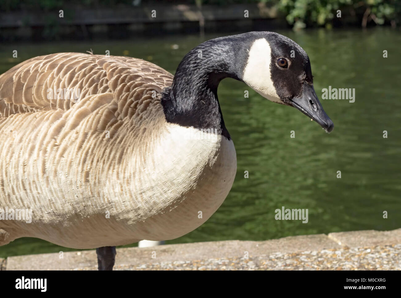 Canada goose chile madrid sale