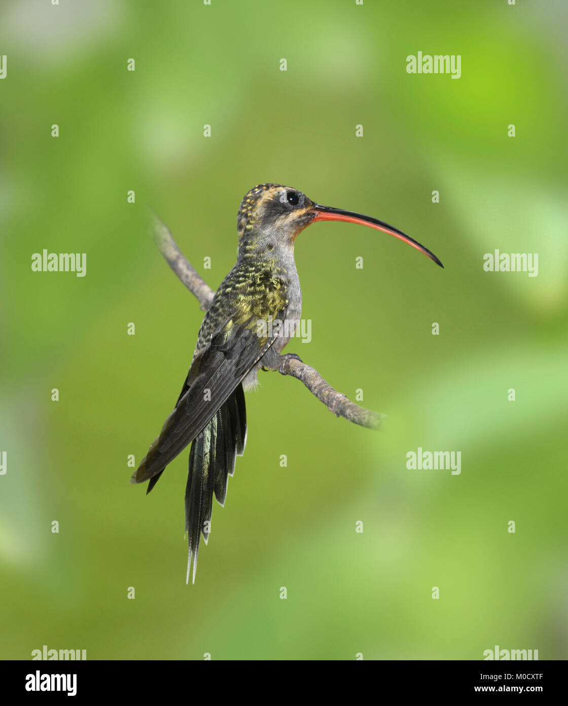 Green Hermit - Phaethornis guy Stock Photo