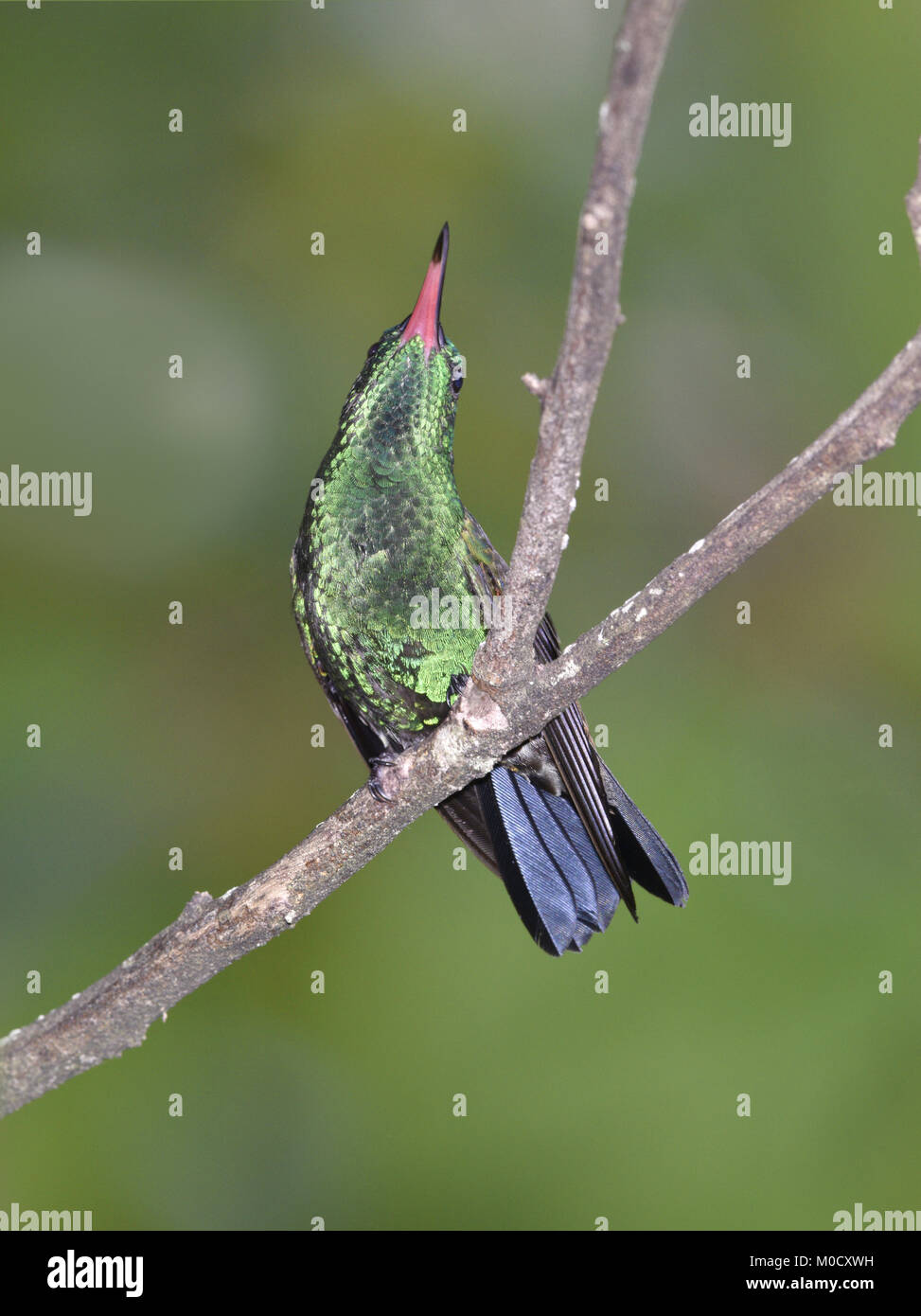 Copper-rumped Hummingbird - Amazilia tobaci Stock Photo