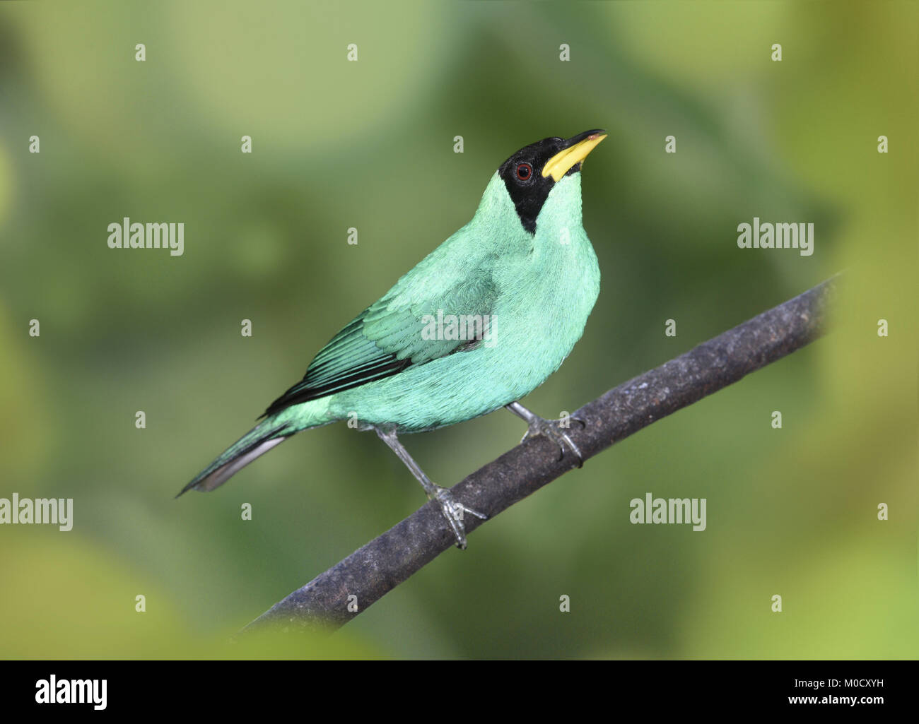 Green Honeycreeper Chlorophanes Spiza Spiza Stock Photo Alamy green-honeycreeper-chlorophanes-spiza-spiza-stock-photo-alamy