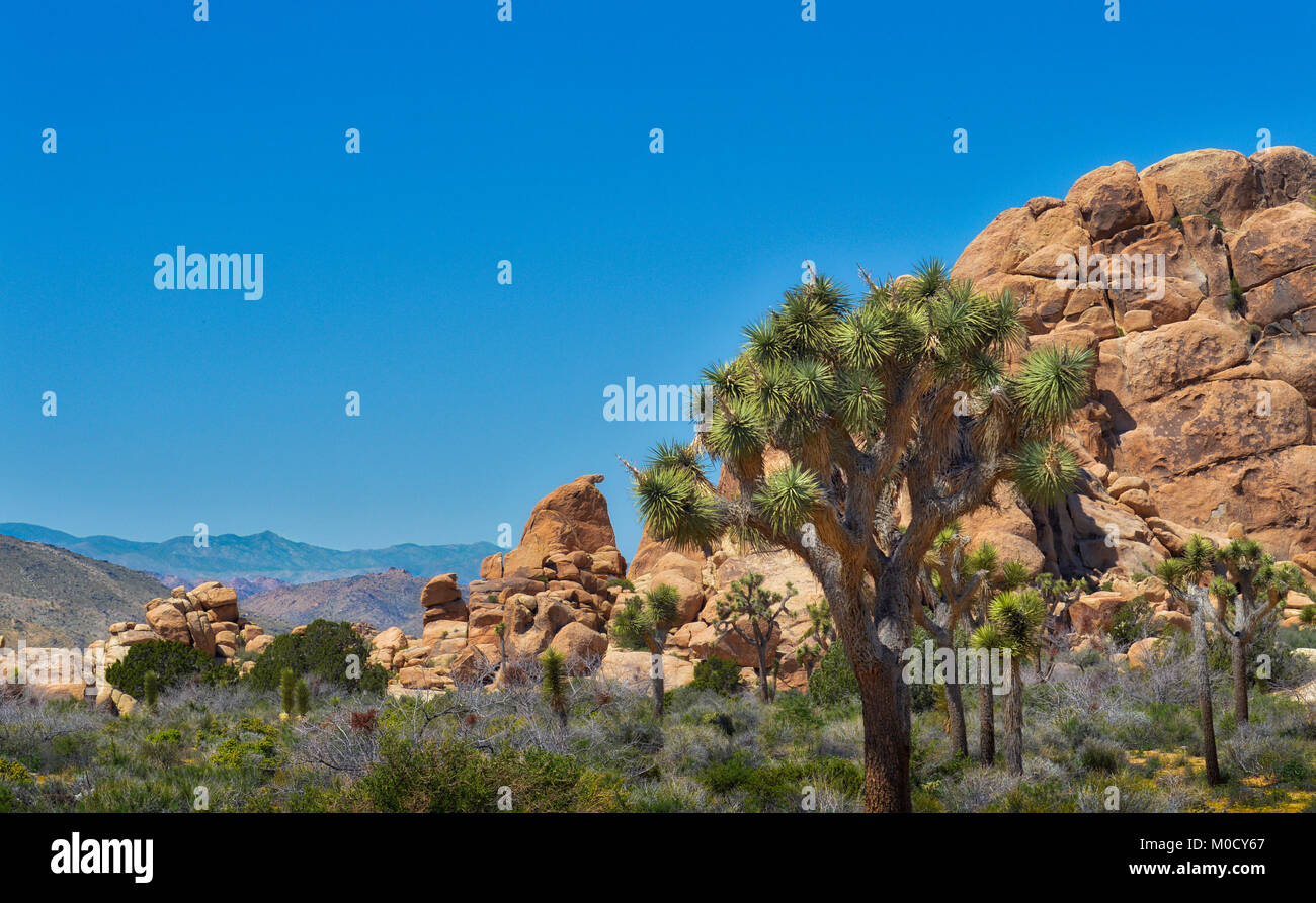 Joshua Tree Landscape Stock Photo - Alamy