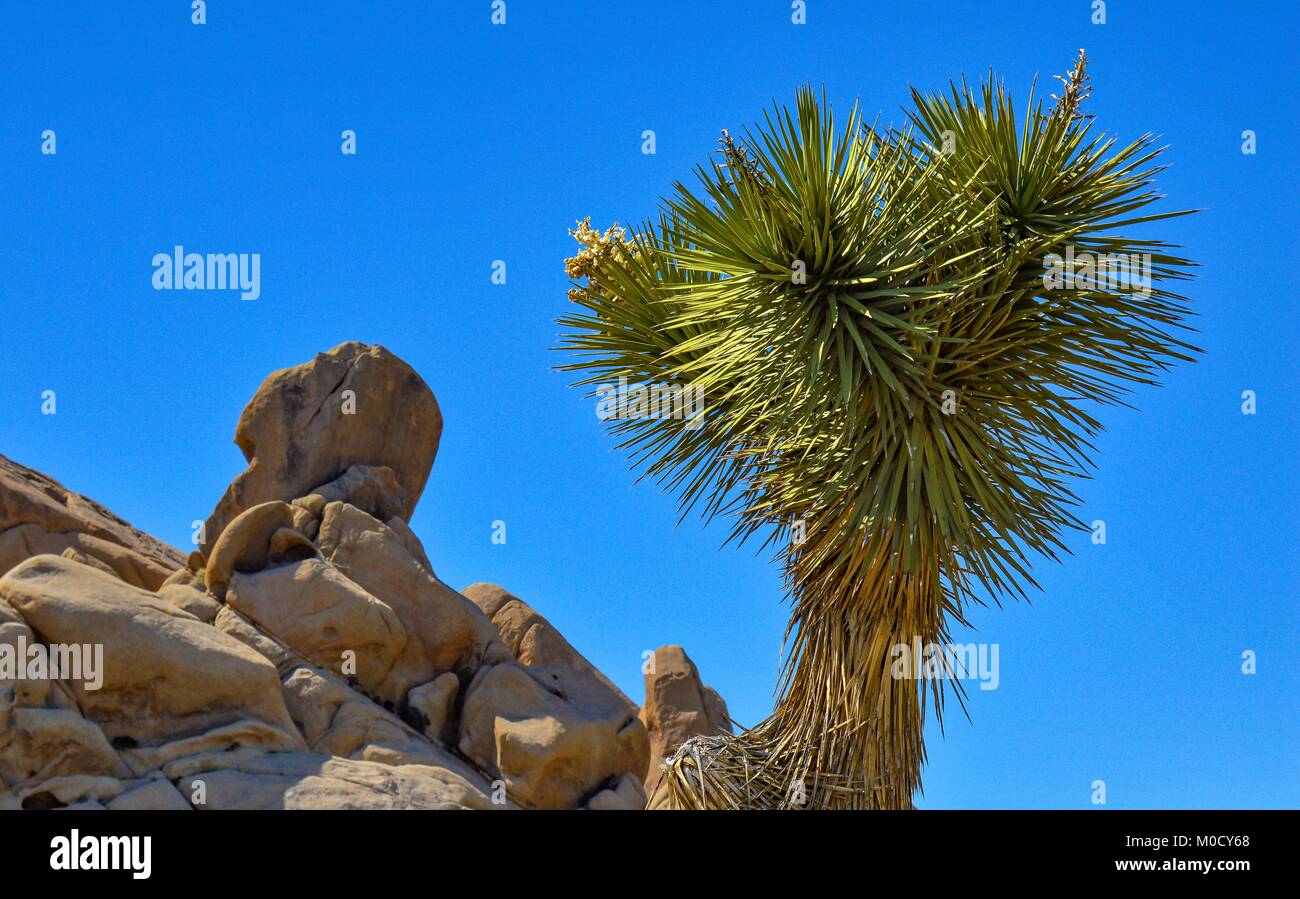 Joshua Tree Landscape Stock Photo Alamy