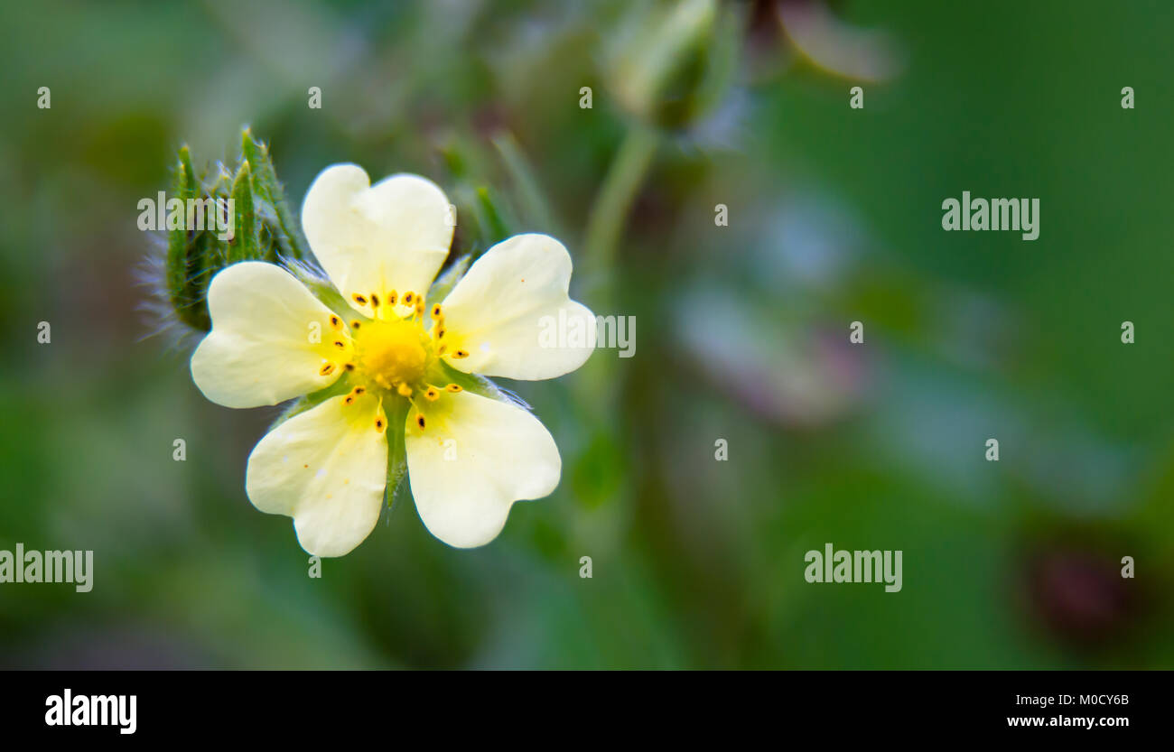 Pail Pastel Yellow Miniature Wild Flower Stock Photo Alamy