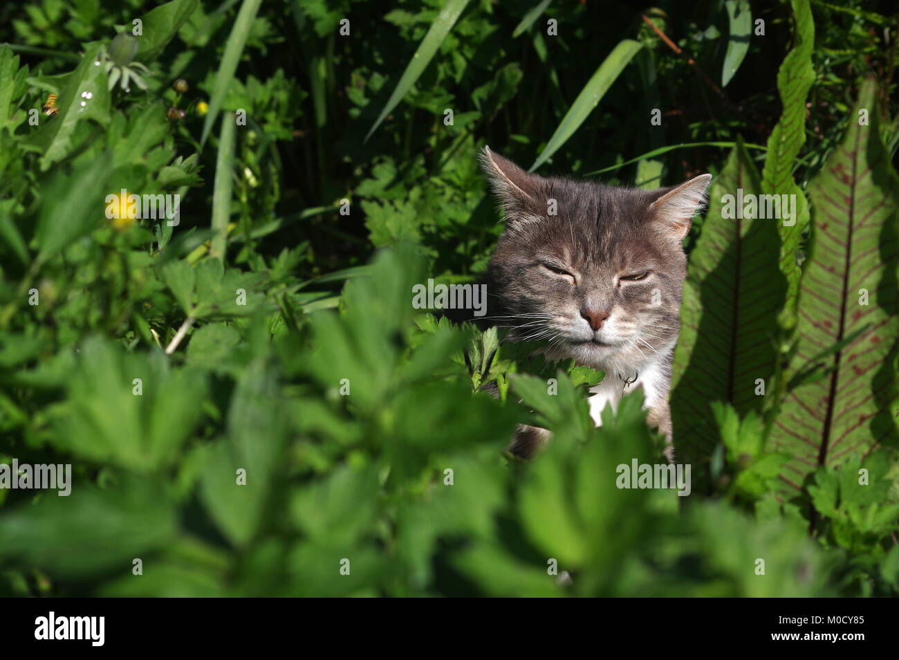 Cat hiding in flowers hi-res stock photography and images - Alamy